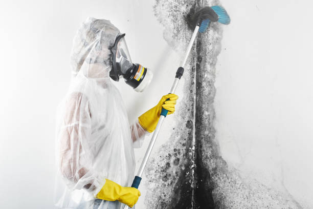 Best Mold removal after water damage  in Lake Delta, NY