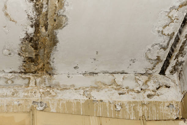 Best Local water damage restoration  in Lake Delta, NY